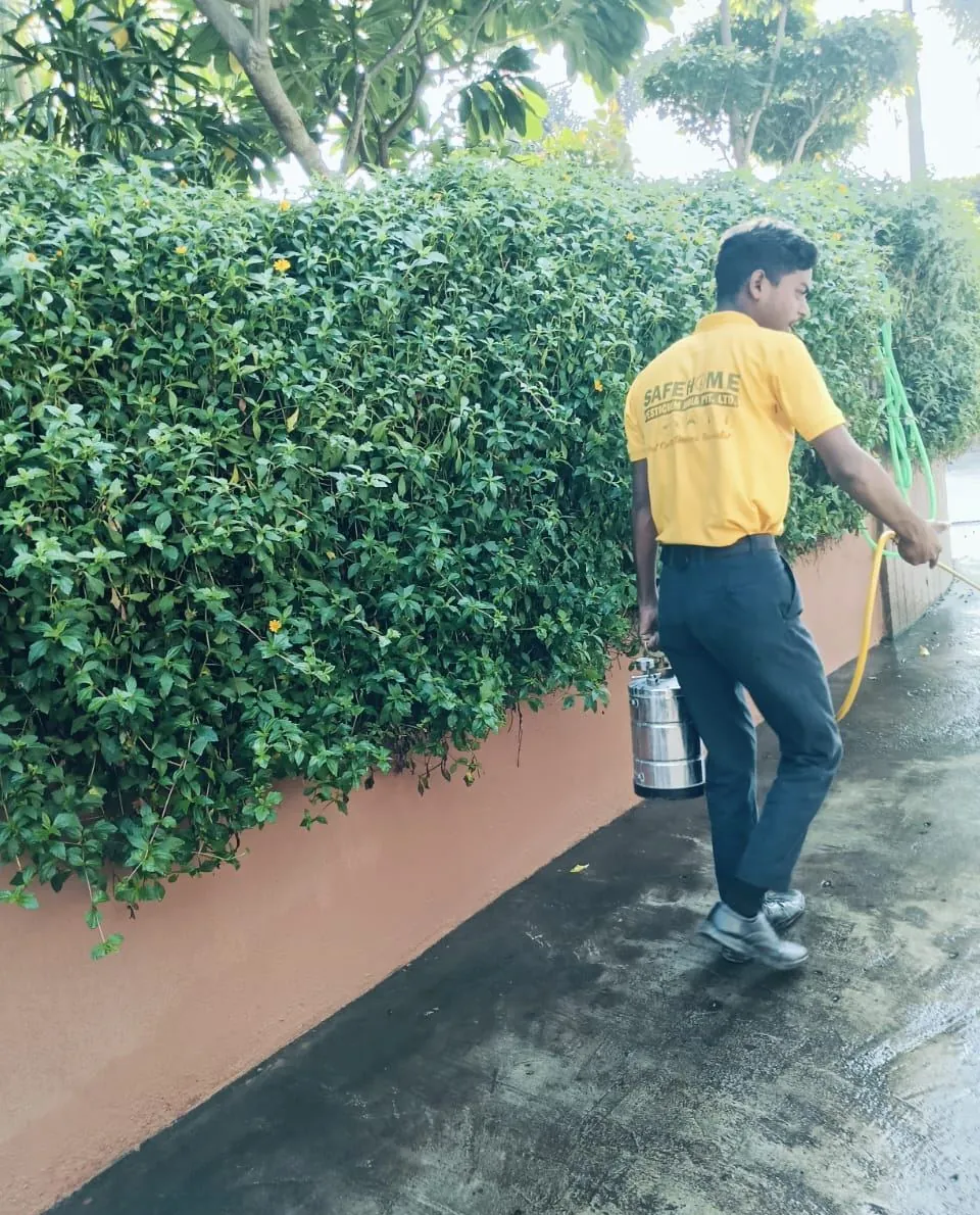 Safe Home technician treating a dense hedge for mosquitoes