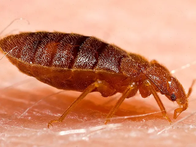 Tropical bed bug (Cimex hemipterus) — the common bed bug — the tropical bed bug looks almost identical