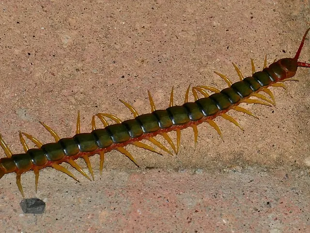 Giant centipedes (Scolopendra spp.)