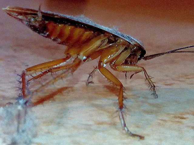 German cockroach (Blattella germanica)