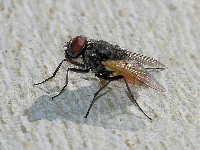 House fly (Musca domestica)
