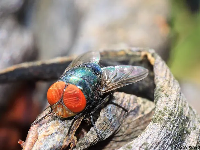 Blow flies (Chrysomya spp.)