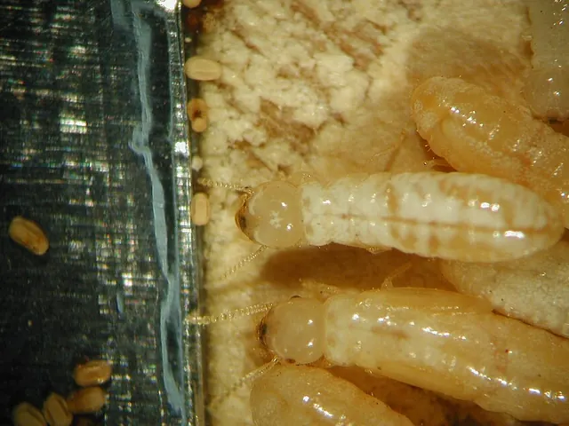 Drywood termites (Cryptotermes spp.)
