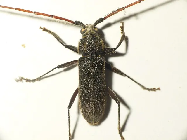 Longhorn beetle (Stromatium barbatum)