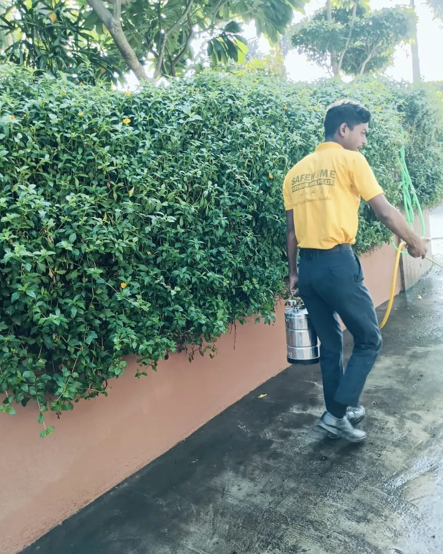 Safe Home Pestochem technician: treating a dense hedge where adult mosquitoes rest